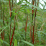 Fargesia scabrida